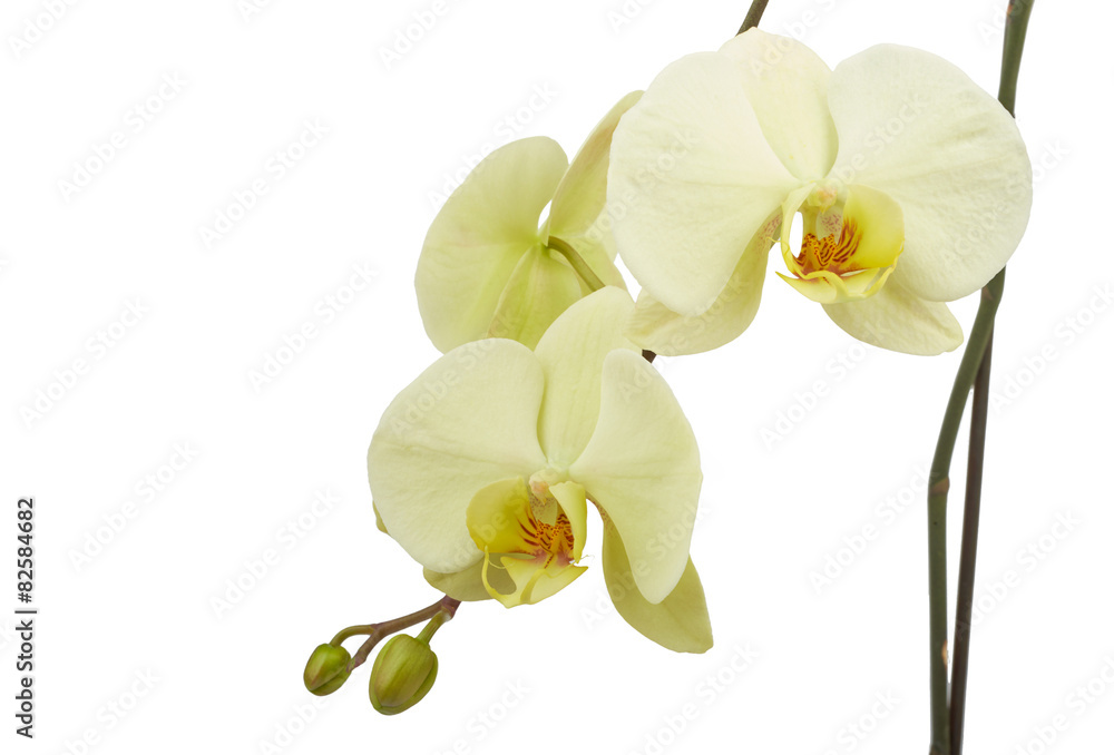 Obraz premium White orchid flower