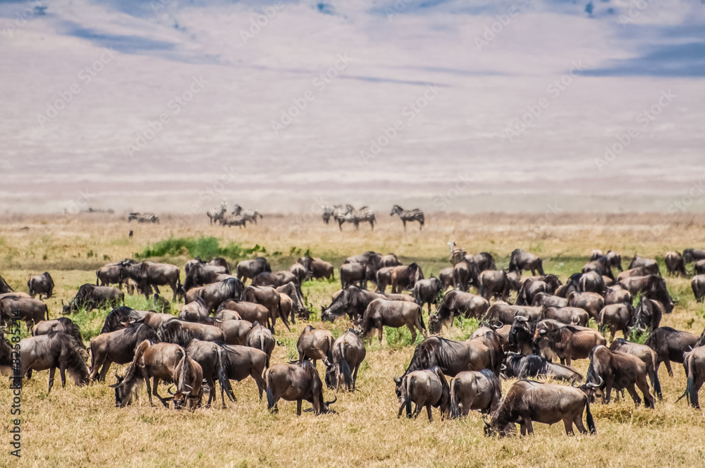 Herd of Wildebeest in the Nogorongoro Crater
