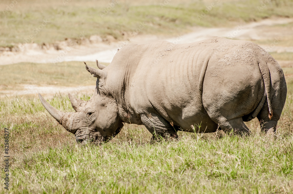 Obraz premium White Rhino in Grass