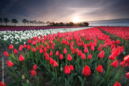 sunrise on red tulip field