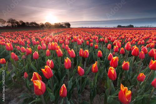 sunrise over red tulip field