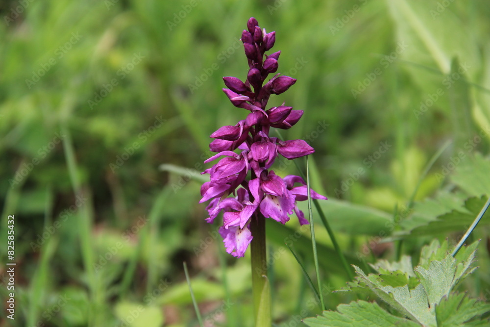 orchis mâle orchis mâle
