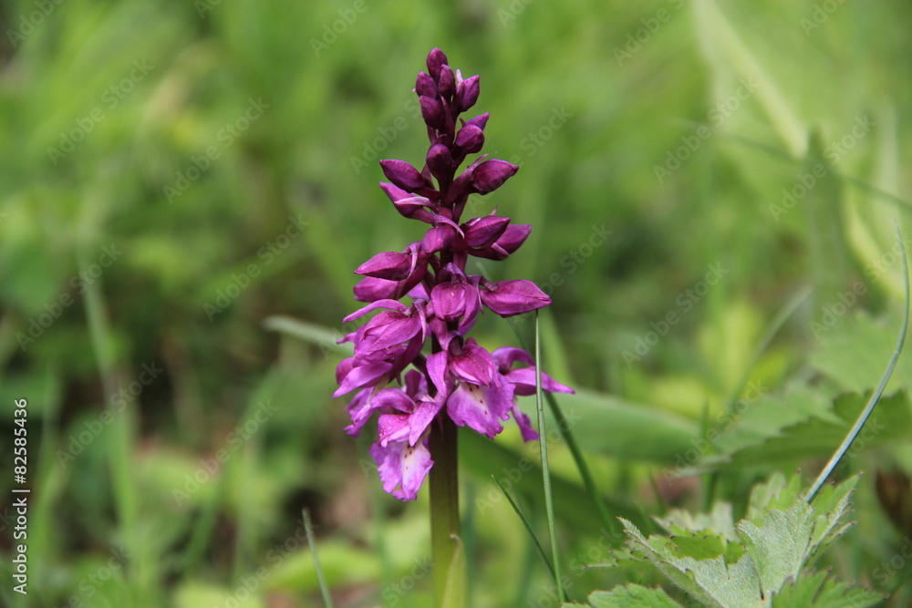 Obraz premium orchis mâle