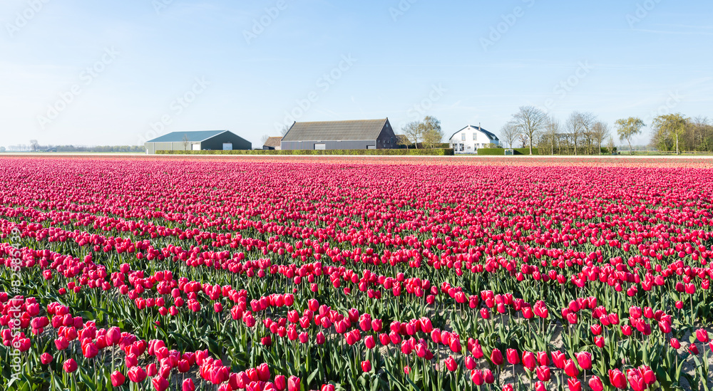 Colorful landscape with red blooming tulips in springtime