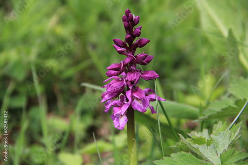 Fototapeta Naklejka Na Ścianę i Meble -  orchis mâle