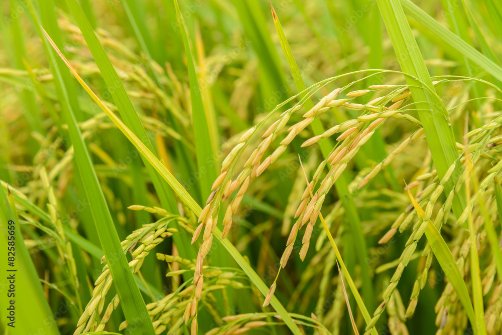 Paddy green Rice Fields in Thailand. Paddy green Rice Fields in Thailand.