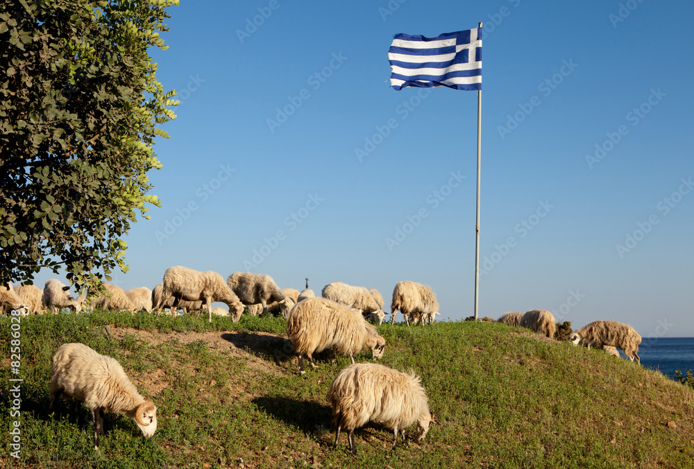 Obraz premium Greece flag and sheeps