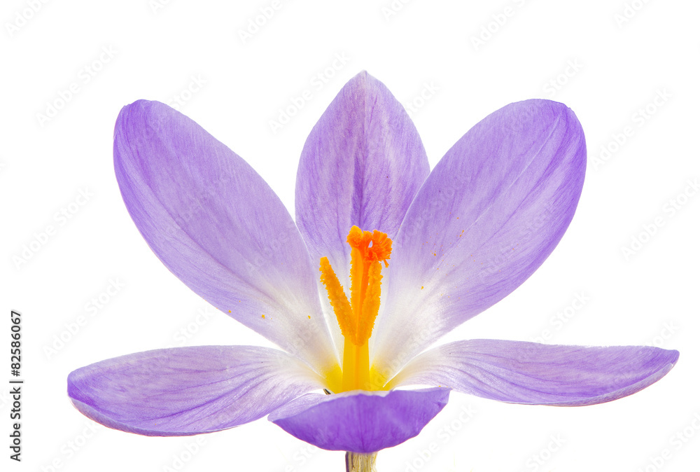 Isolated Purple Crocus Blossom Isolated Purple Crocus Blossom