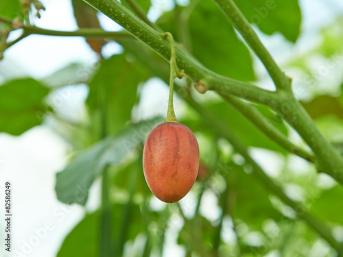 The fruit of the tree tomato tamarillo