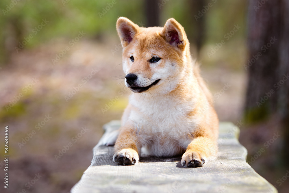 red shiba-inu puppy lying down on a bench