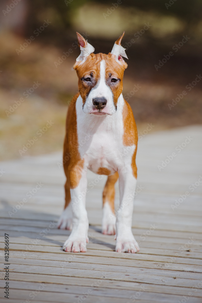 american staffordshire terrier puppy standing outdoors american staffordshire terrier puppy standing outdoors