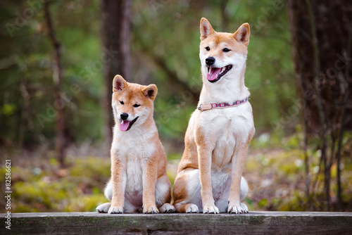 Fototapeta Naklejka Na Ścianę i Meble -  red shiba-inu dog and her puppy