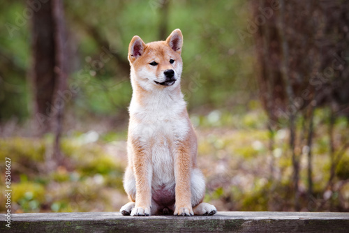 red shiba-inu puppy portrait