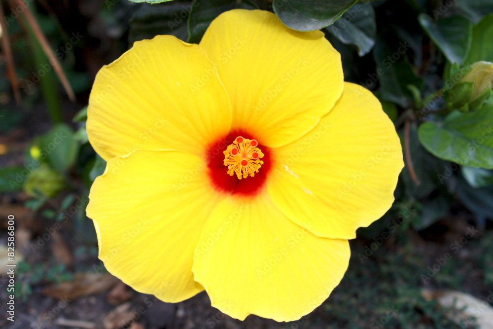 Yellow Hibiscus Yellow Hibiscus