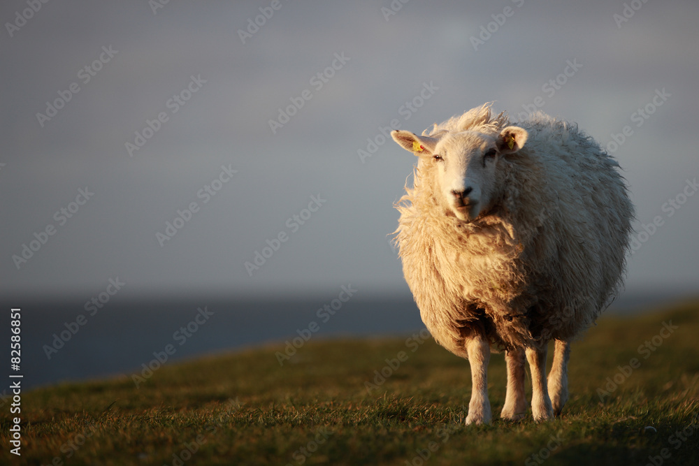 Obraz premium Deichschaf
