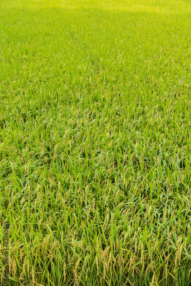 Paddy green Rice Fields in Thailand.