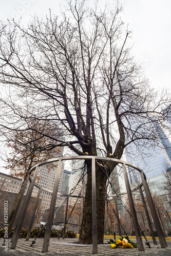 Фотография Survivor Tree, Manhattan, New York.
