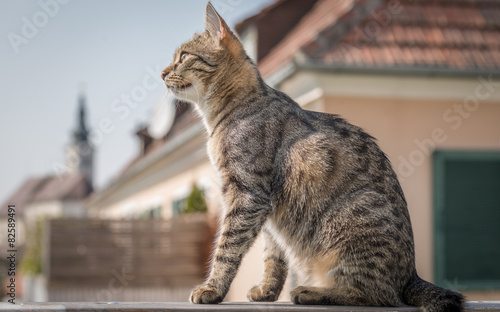 Fototapeta Naklejka Na Ścianę i Meble -  Katze sitzt auf der Balkongeländer