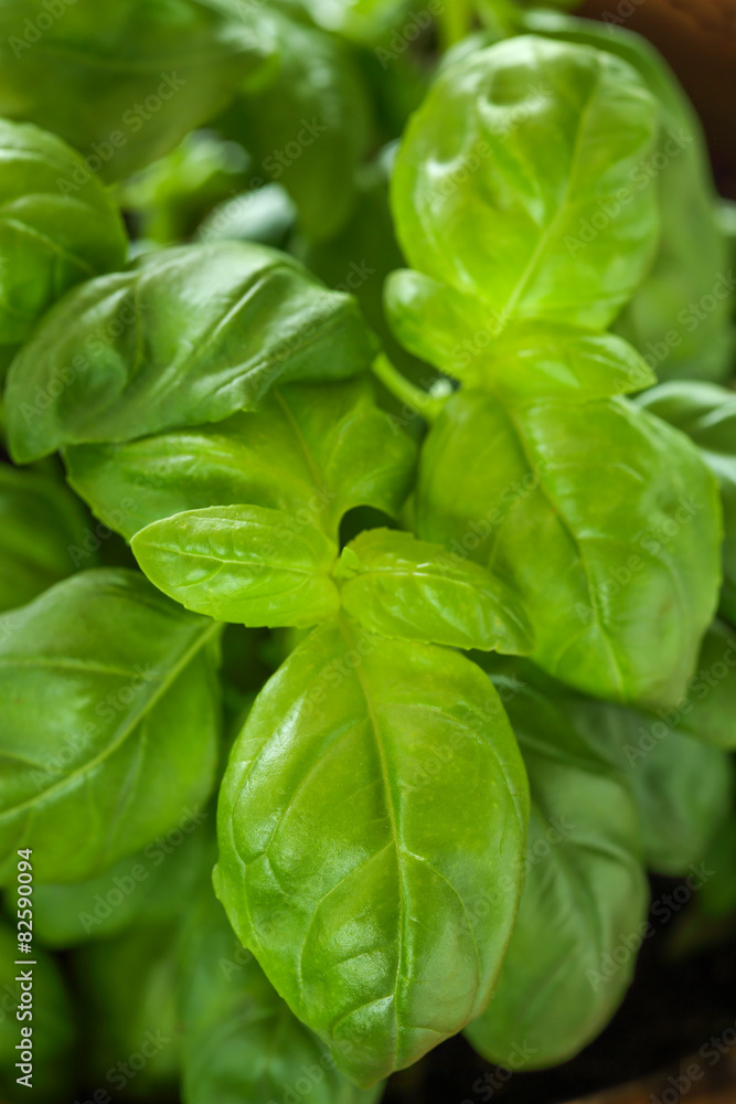 Fresh Basil Fresh Basil