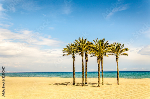 Palmen am Strand vor blauem Himmel und Wolken © dietwalther