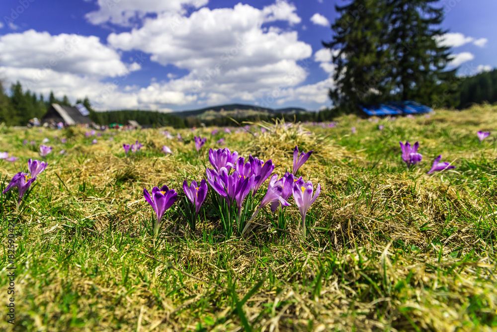 Crocuses in Chocholowska valley, Tatras Mountain, Poland Crocuses in Chocholowska valley, Tatras Mountain, Poland