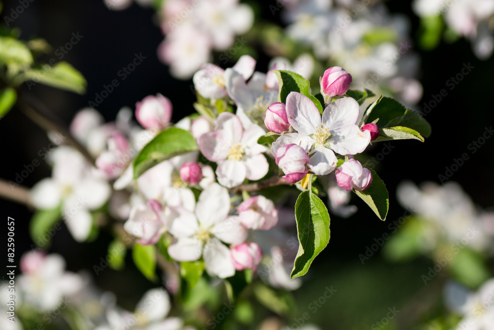 Obraz premium Apfelblüte