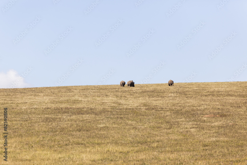 Obraz premium Rhino's Landscape