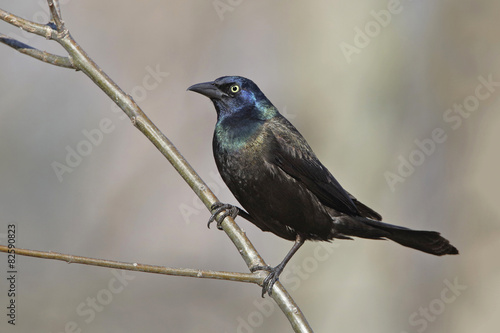 Male Common Grackle Perched on a Tree Branch