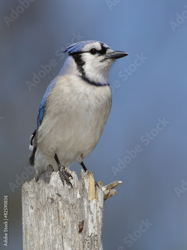 Blue Jay (Cyanocitta cristata) Perched on a Tree Stump