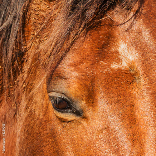 Horse.Pronitsatelny eyes animal. © zaikanata