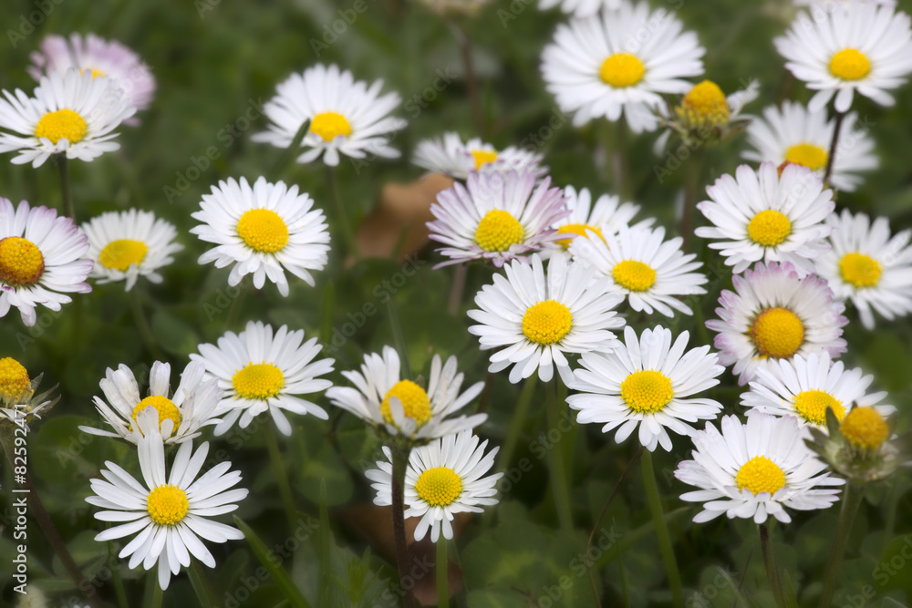 Group of white flowers in a praire Group of white flowers in a praire
