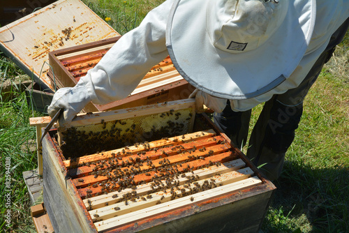 Apiculteur travaillant dans une ruche