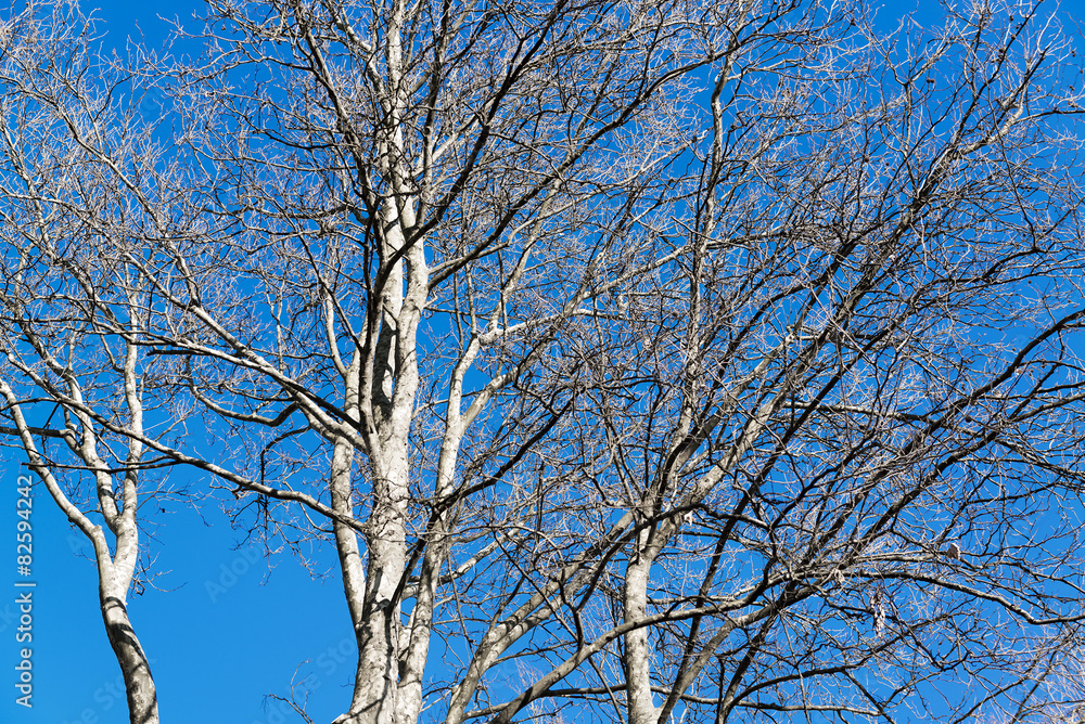 Trees and blue sky background in a winter sunny day Trees and blue sky background in a winter sunny day