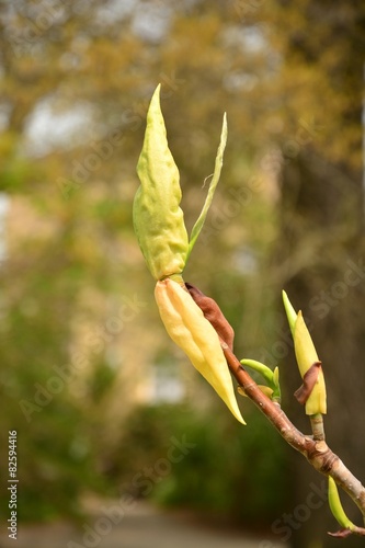 Magnolia tripetala photo