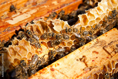 Busy bees, close up view of the working bees on honeycomb.