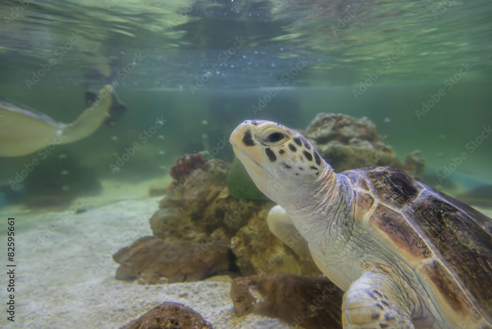 Fototapeta premium Hawksbill turtles live in the sea naturally.