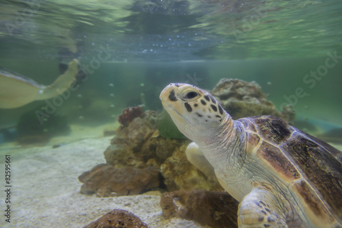 Hawksbill turtles live in the sea naturally.