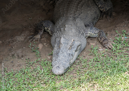 Large freshwater crocodile