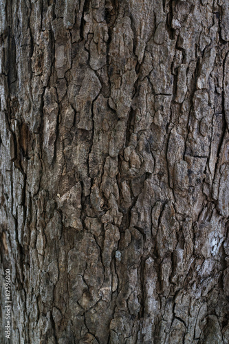 Texture of old tree trunk