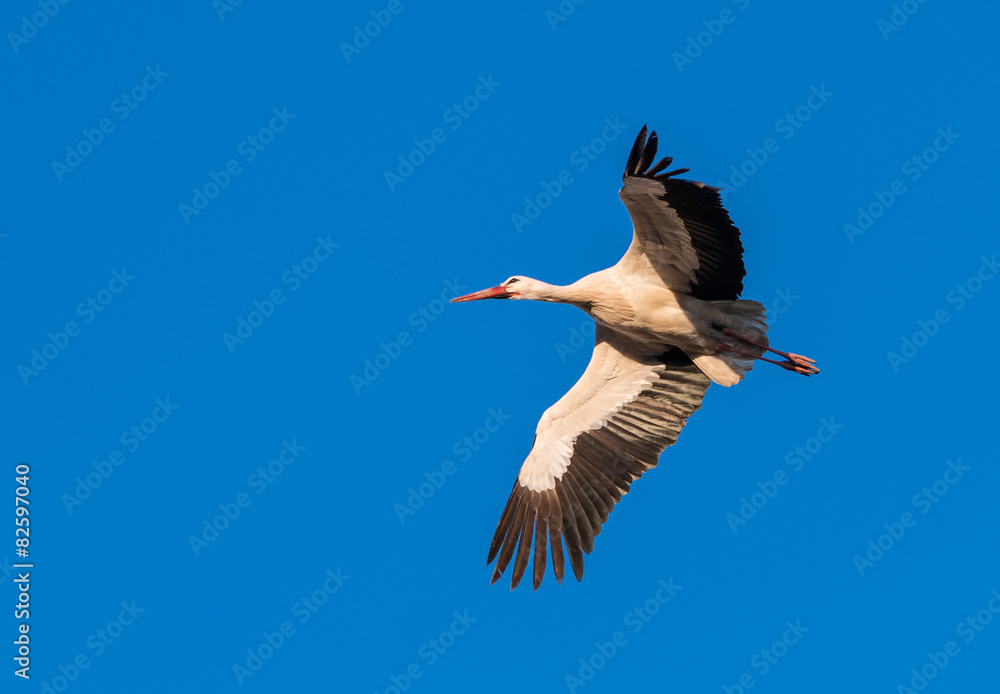 Obraz premium White stork flying overhead