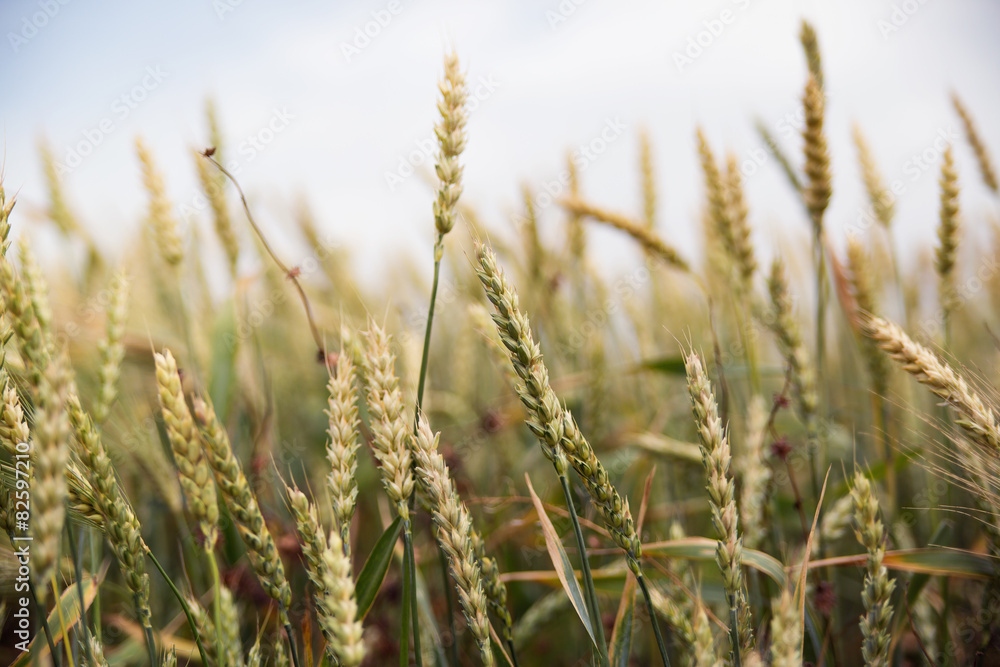 Ears of mature wheat Ears of mature wheat