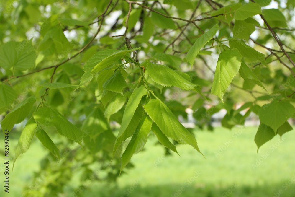 fresh leaves in spring fresh leaves in spring