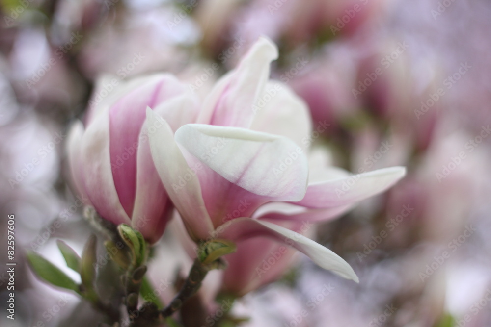 magnolia close up