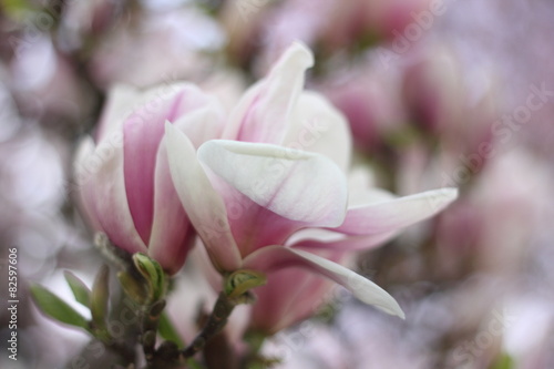 magnolia close up © Alex White