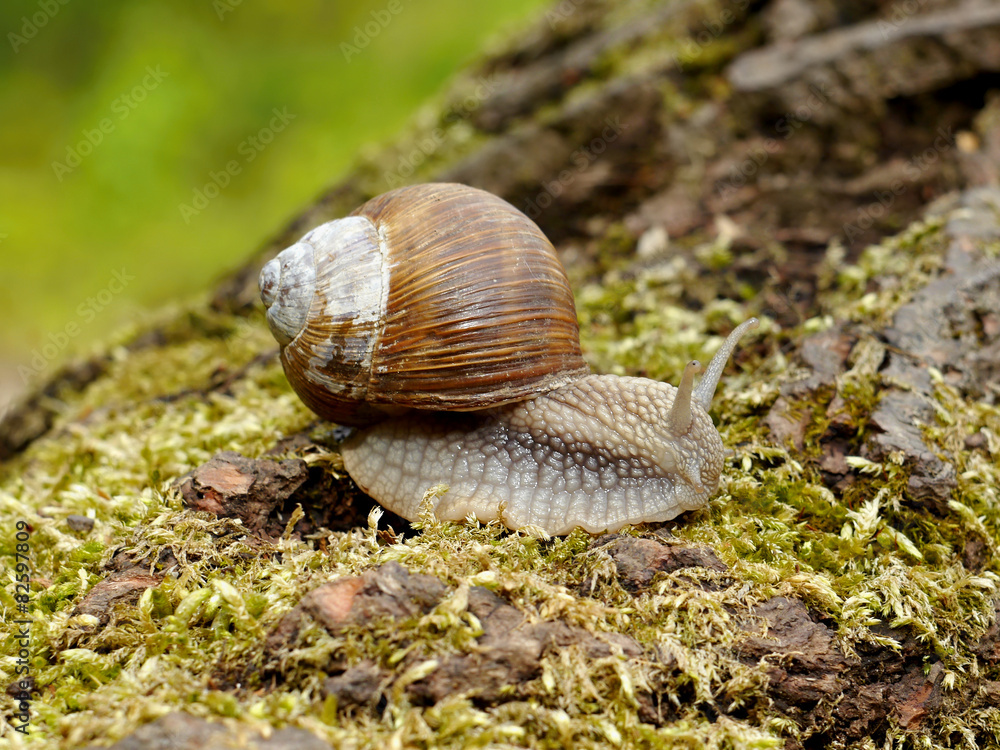 Snail on moss Snail on moss
