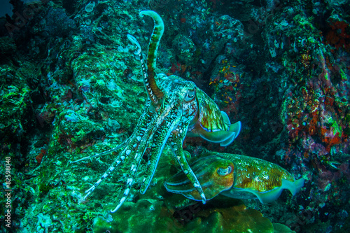 cuttlefish © piboon