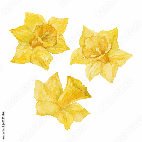 Spring flowers narcissus isolated on white background.