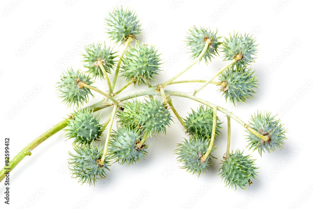 castor fruit castor fruit