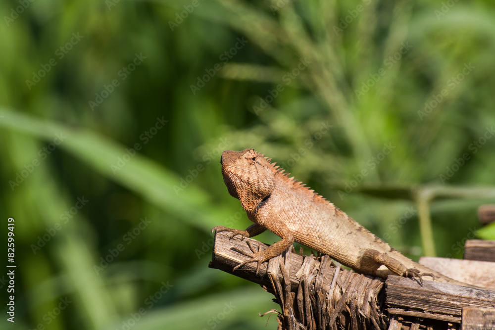 Fototapeta premium Gila was climbing on the tree.blur