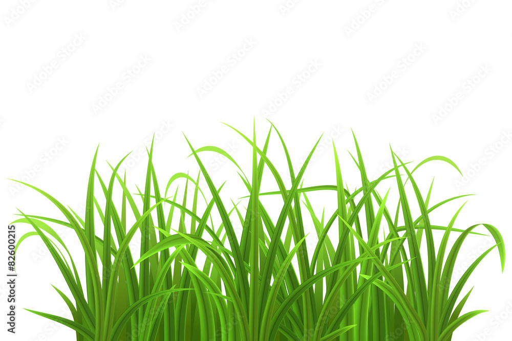 Fototapeta premium Green grass isolated on white, vector illustration